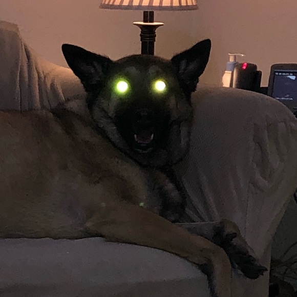 Meet your Posher, Lissa - Picture 4 of 5